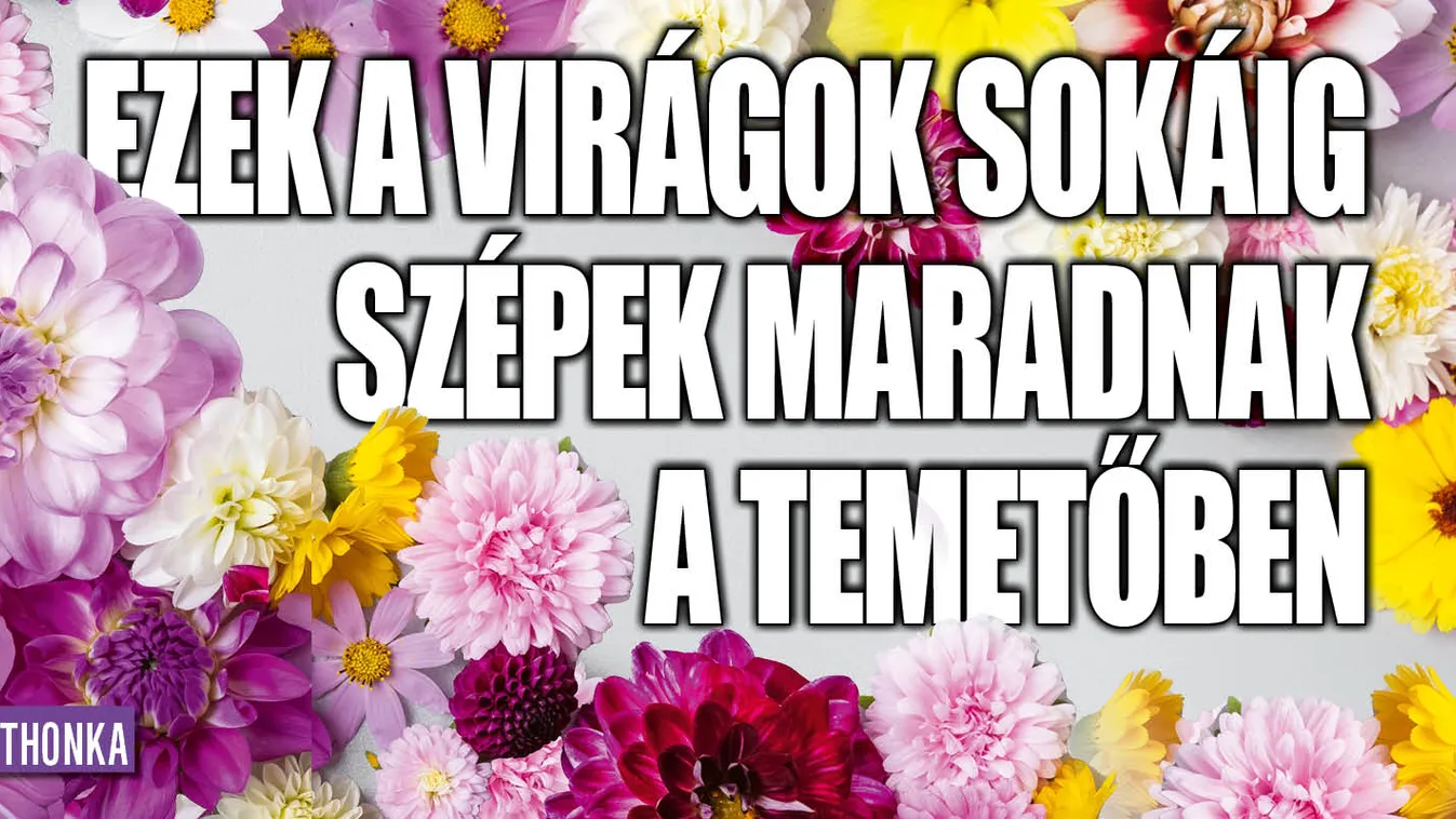 Ezek a virágok sokáig szépek maradnak a temetőben