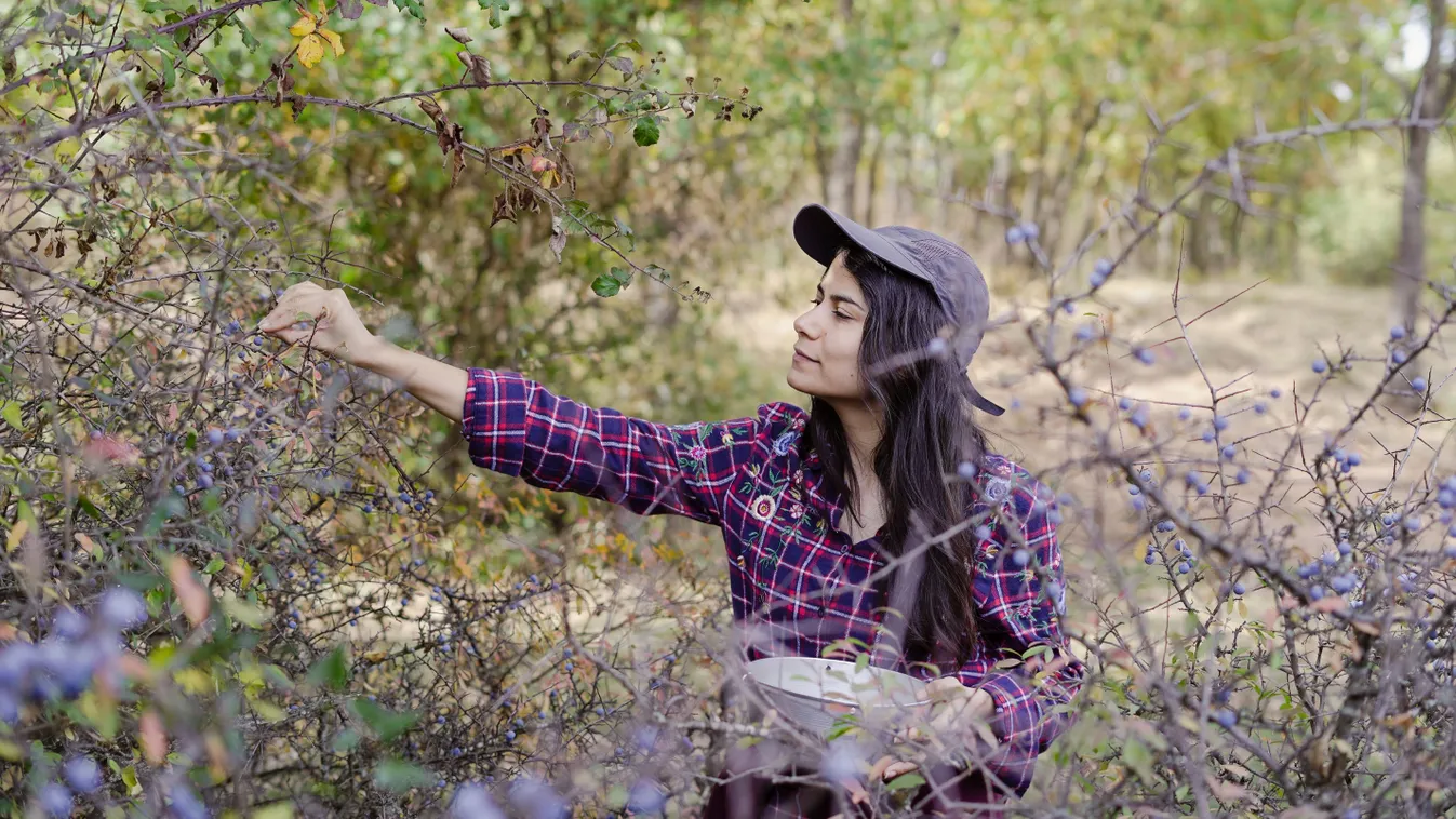 Ingyen adja a természet: ezt érdemes gyűjteni az erdőben