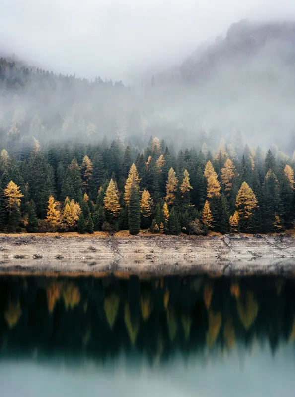 köd, időjárás, erdő