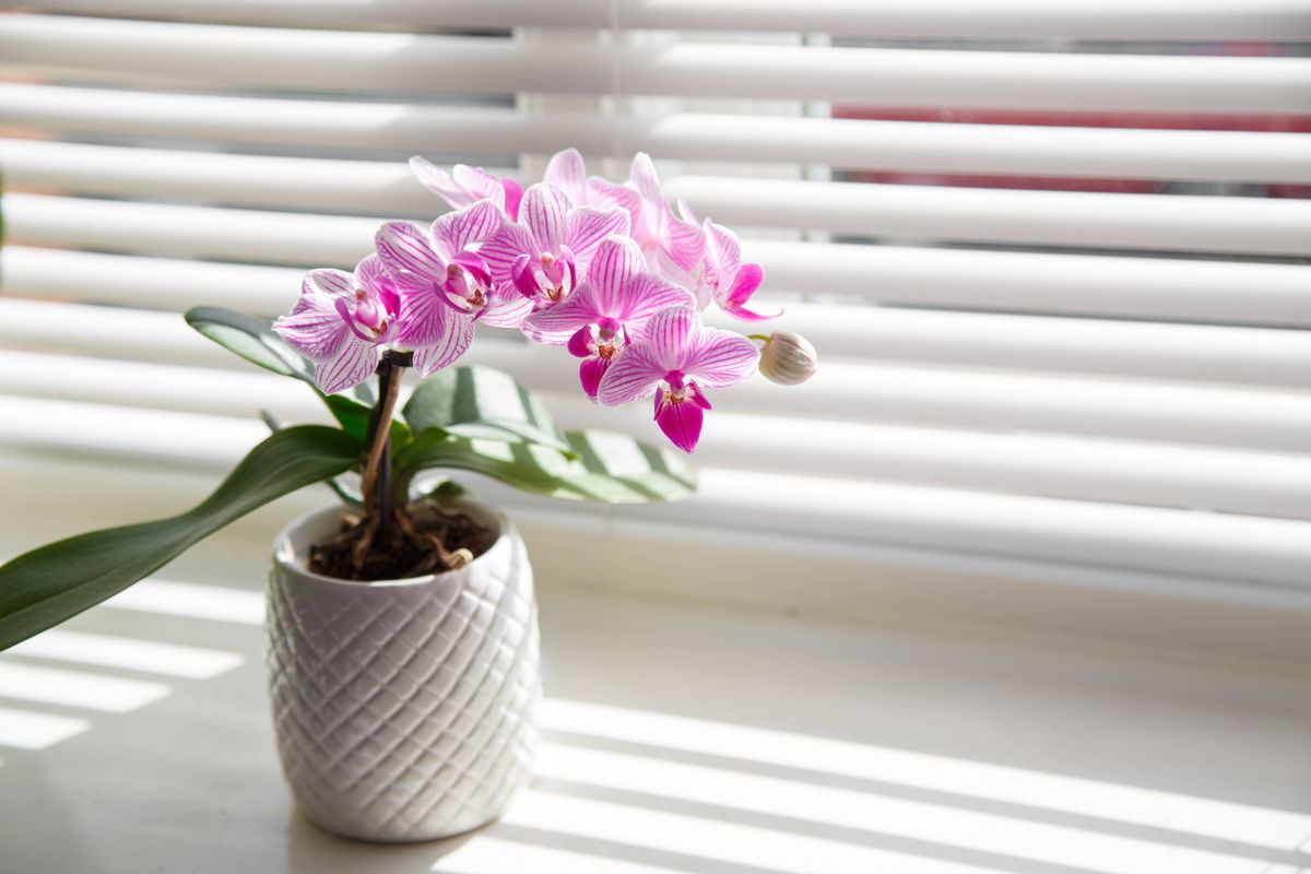 Pink,Orchid,In,White,Flower,Pot,On,Window,Sill