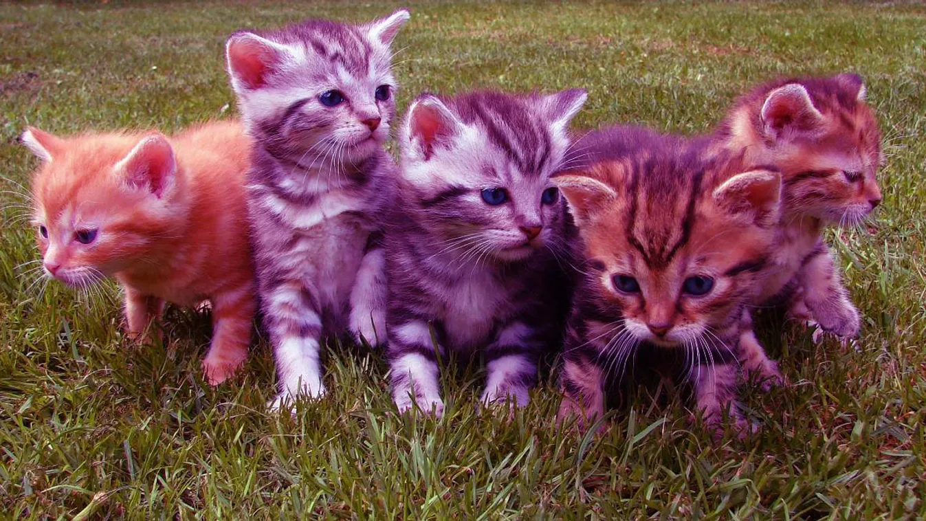 Gyomorforgató, mit találtak egy budapesti lakásban – videó