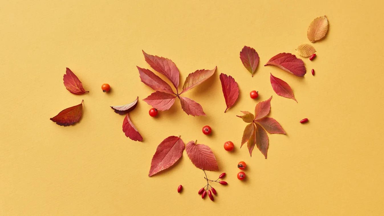 Milliós bírság jár ezekért az erdei bogyókért