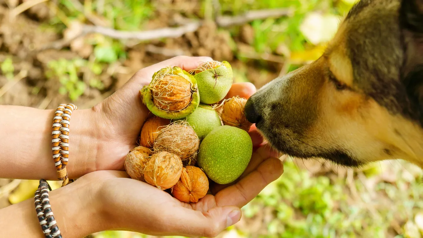 Soha ne adj diót a kutyádnak, durva, hogy mit okoz