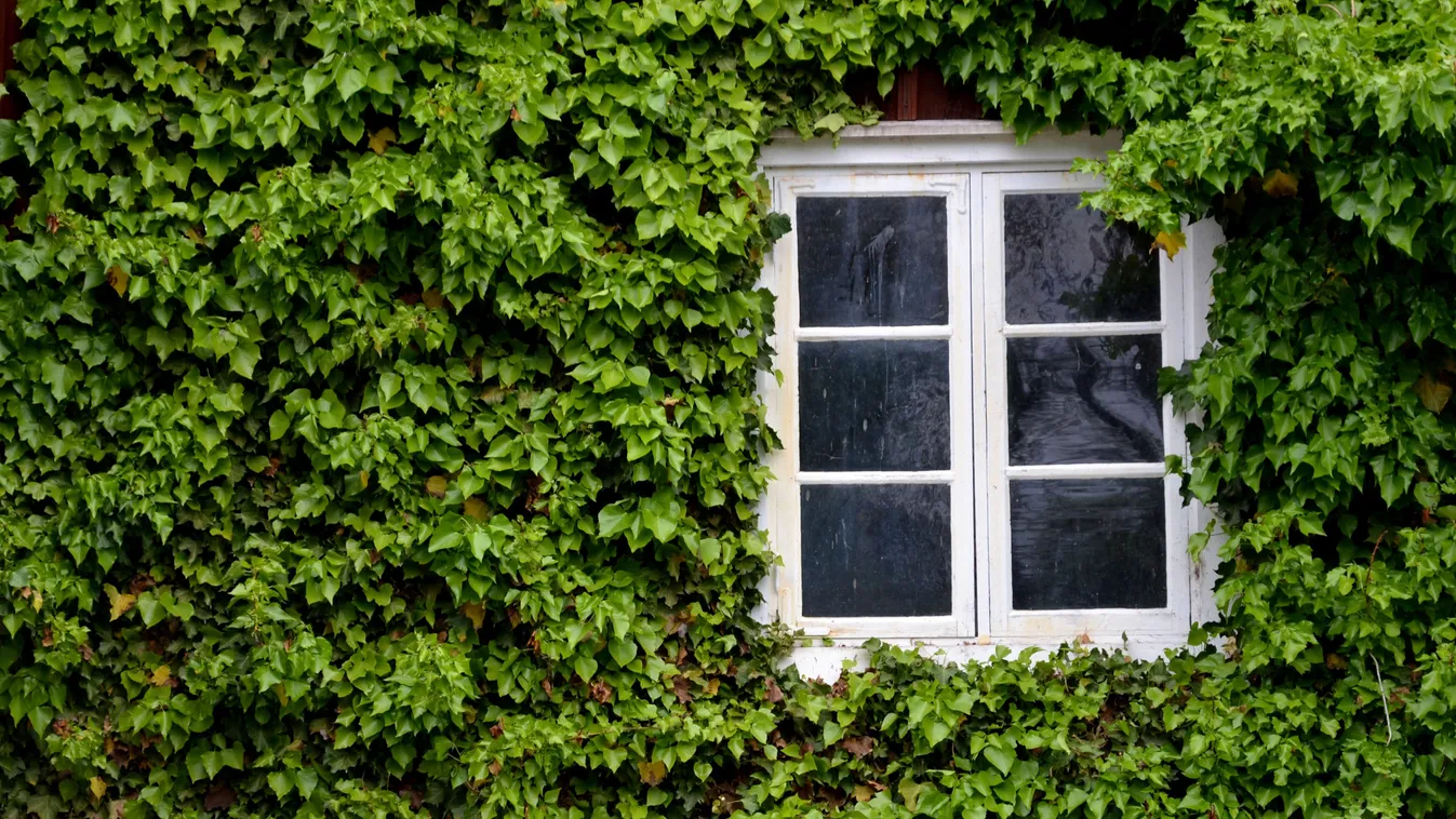 Ezek a növények tönkreteszik a kertet és a házat