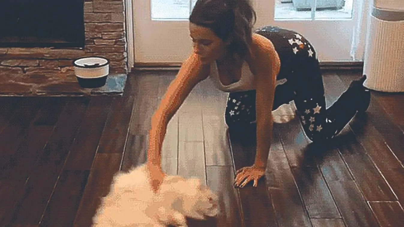 Házias hírességek galériája