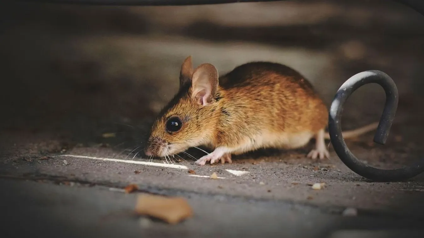 Egér rohangált egy hazai gyorsétteremben