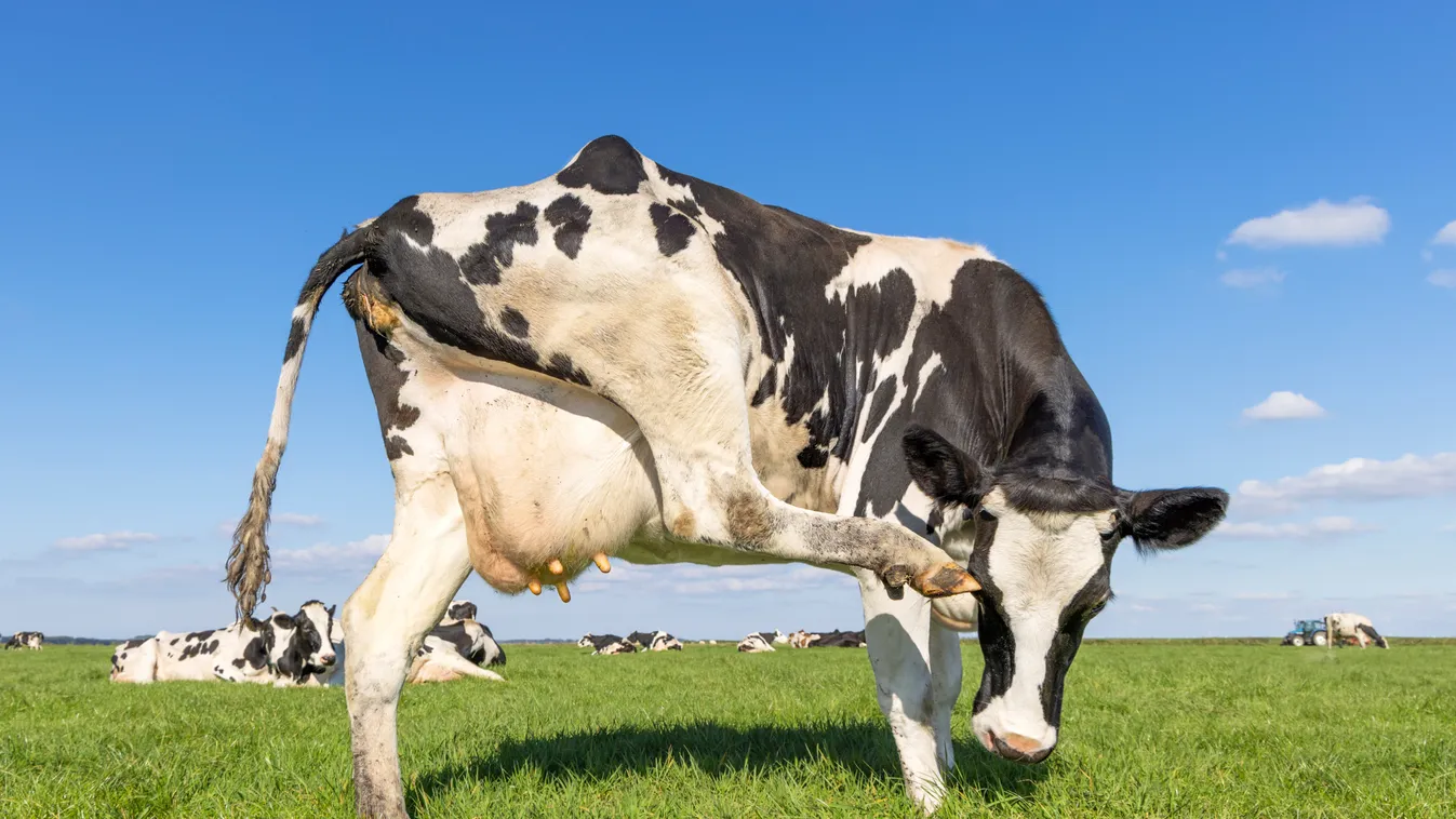 Szellentésadó jön Dániában