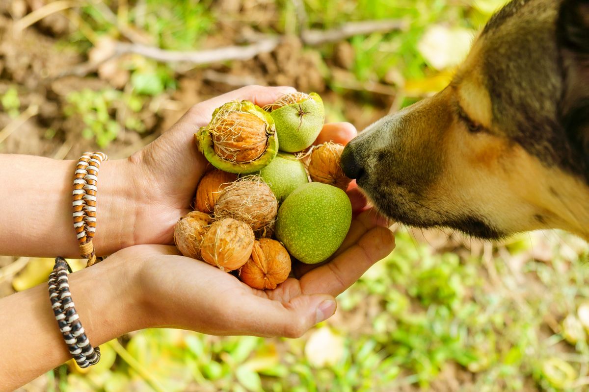 Harvesting,With,A,Dog,Walnuts,In,The,Autumn,Season.,Walnut