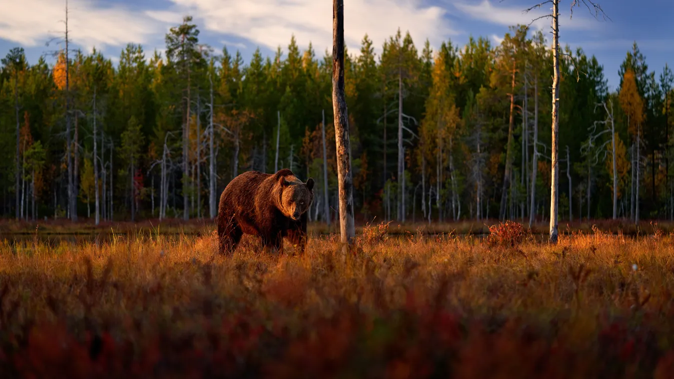 Egy medve élve eltemetett egy nőt, mégis sikerült túlélnie