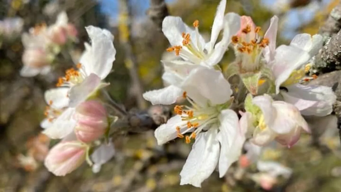 Olyan enyhe az idő, hogy újra virágzik a táj