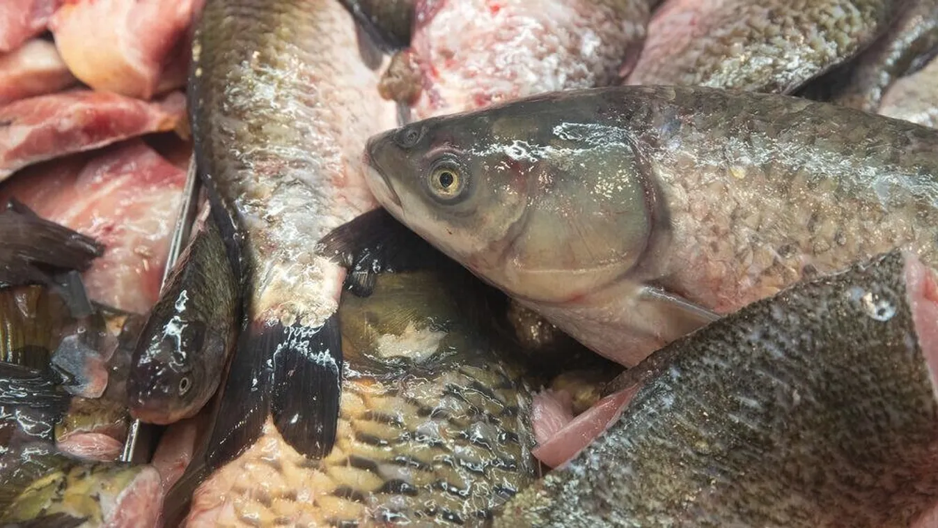 Kiderült, mennyiért kerülhet idén hal a karácsonyi asztalra
