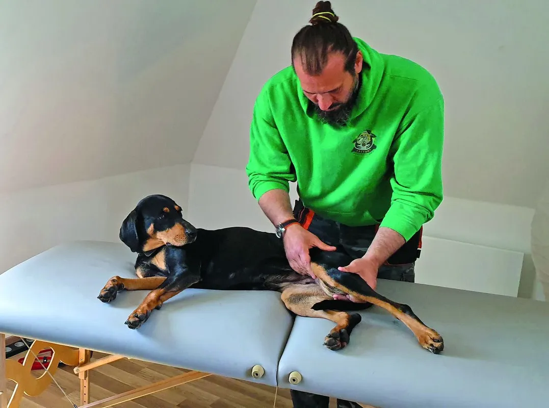 Valóság - Schmidt Henry terápiás kutyamasszőr - Ripost
