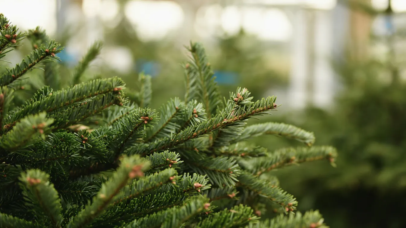 Itt az új fenyőfaőrület, idén mindenki ilyet akar