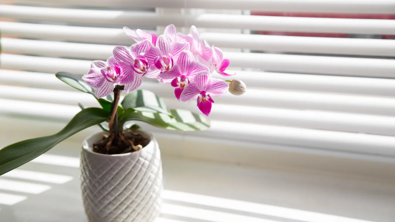 Dugd az orchidea gyökerét hagymába és csodát látsz