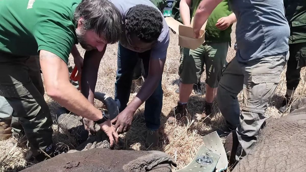 Oroszlánokat nyakörveztek a magyarok Afrikában, meghökkentő felvételek!