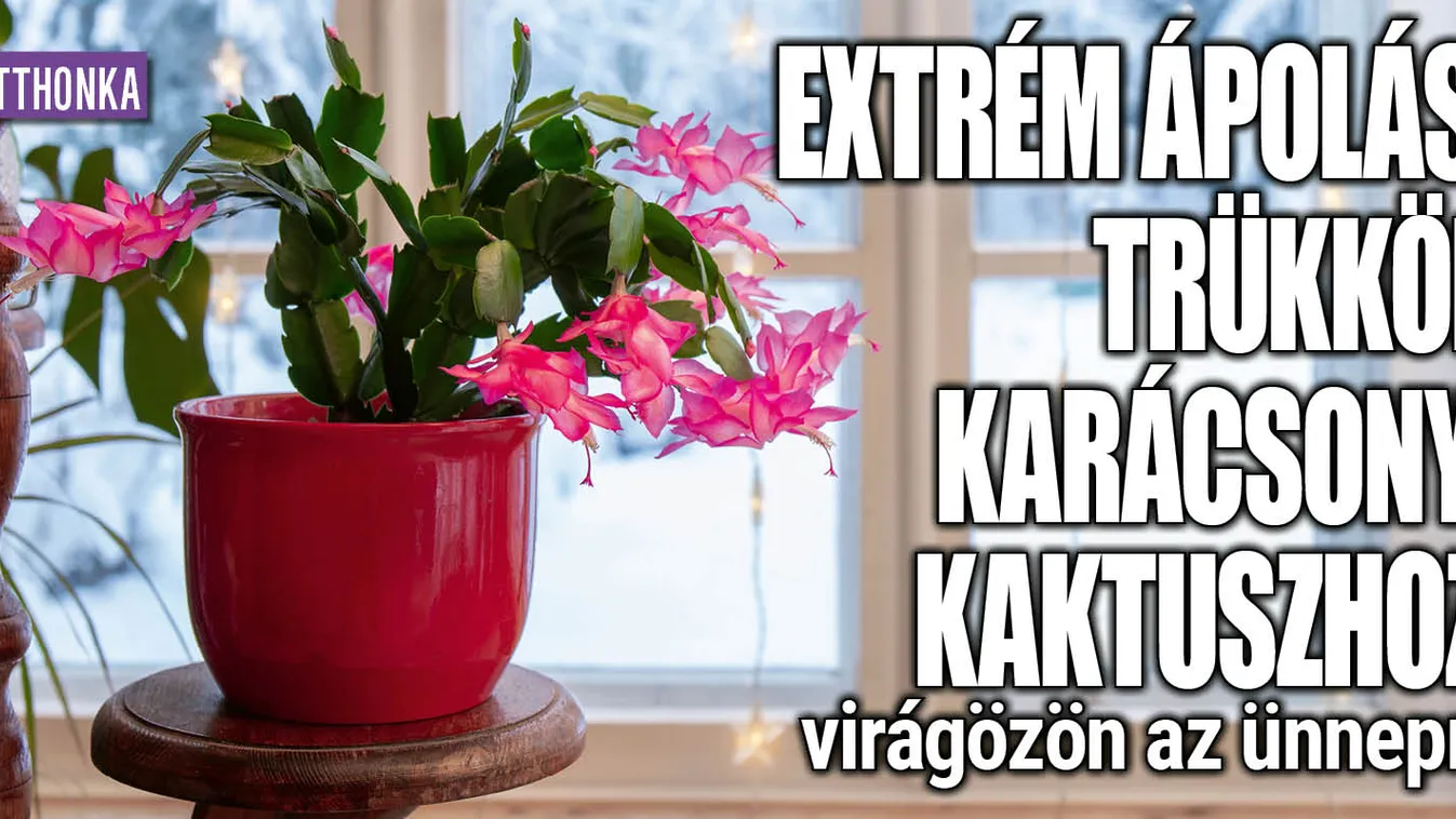 Extrém ápolási trükkök karácsonyi kaktuszhoz