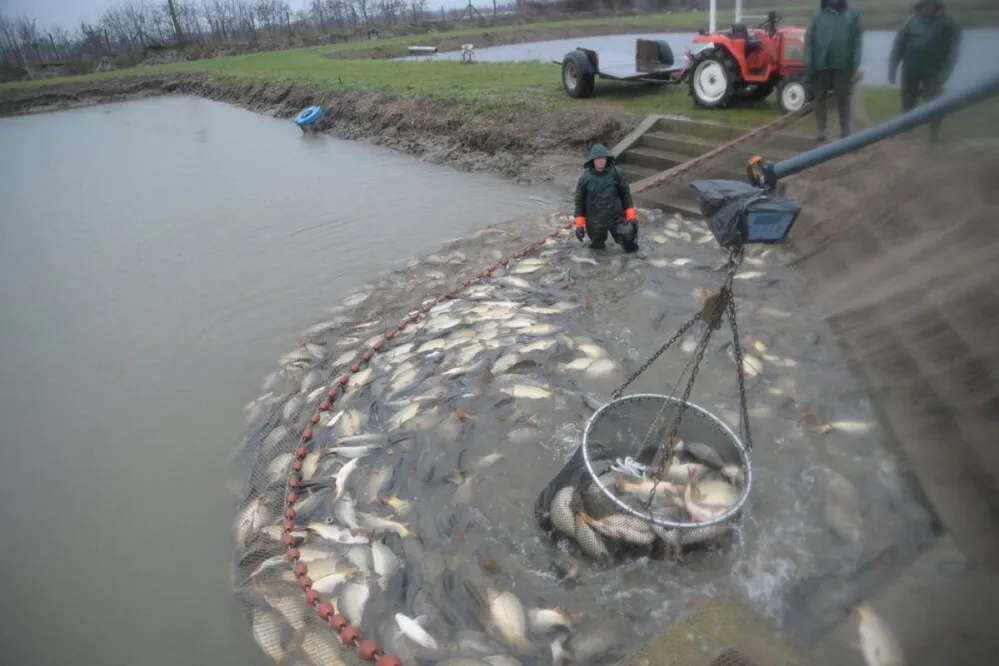 halgazdaság lehalászás hal gazdaság tó halász