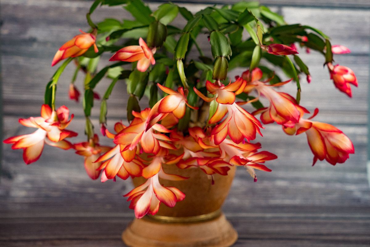 Flowers,In,Winter:,Christmas,Cactus,Schlumbergera,From,The,Cactus,Family