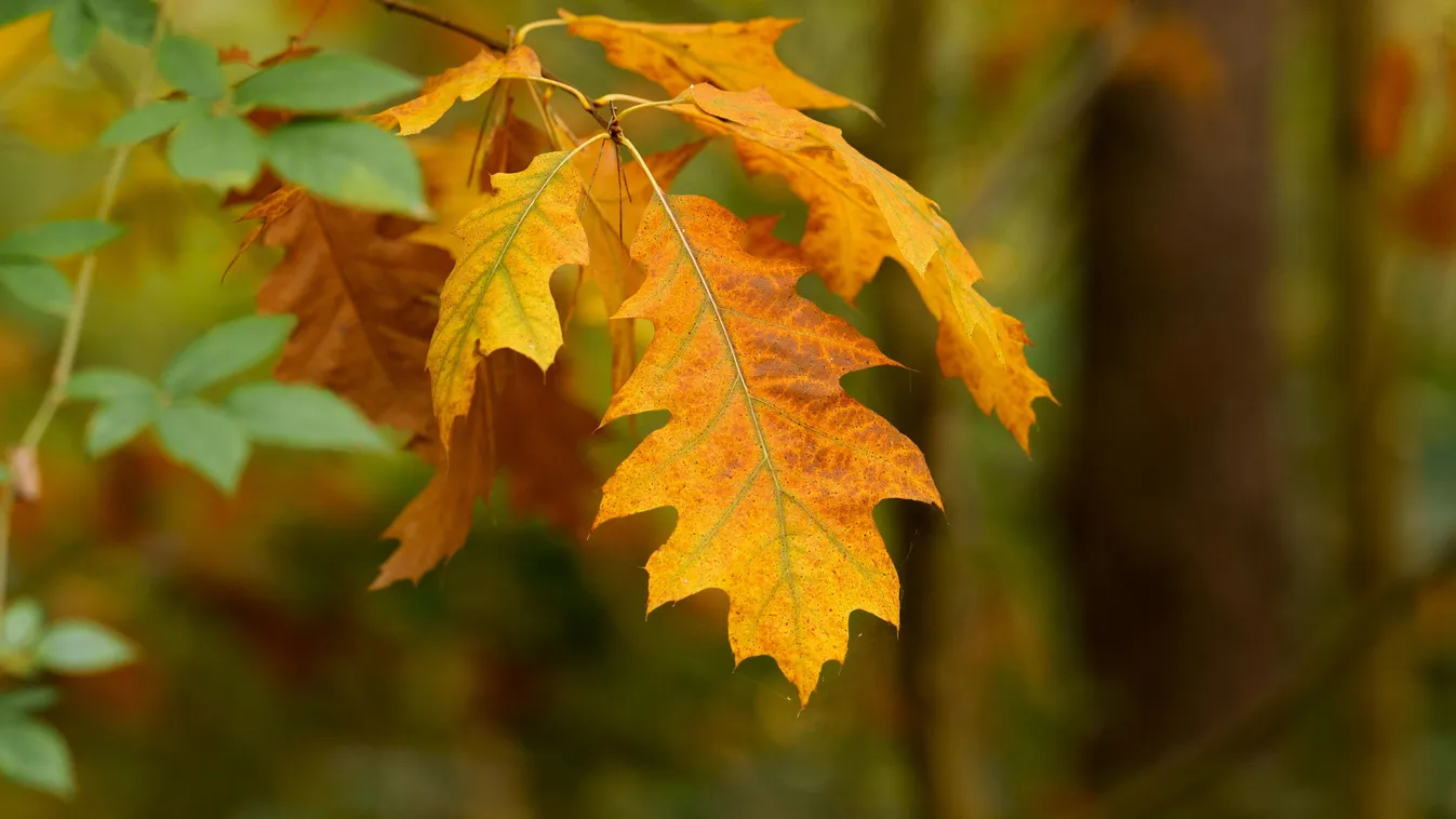 Időjárás: csaknem az ország egészére riasztást adtak ki