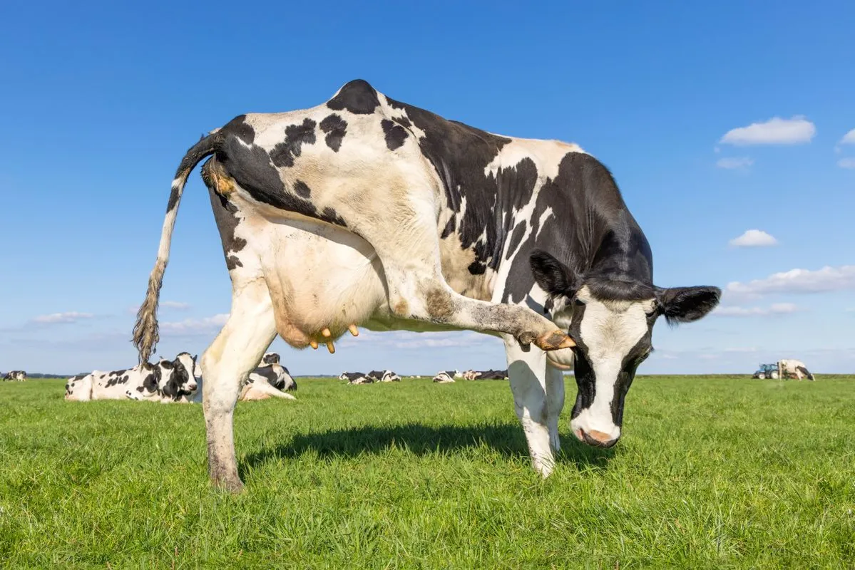 száj- és körömfájás járvány vírus tehén legelő marha