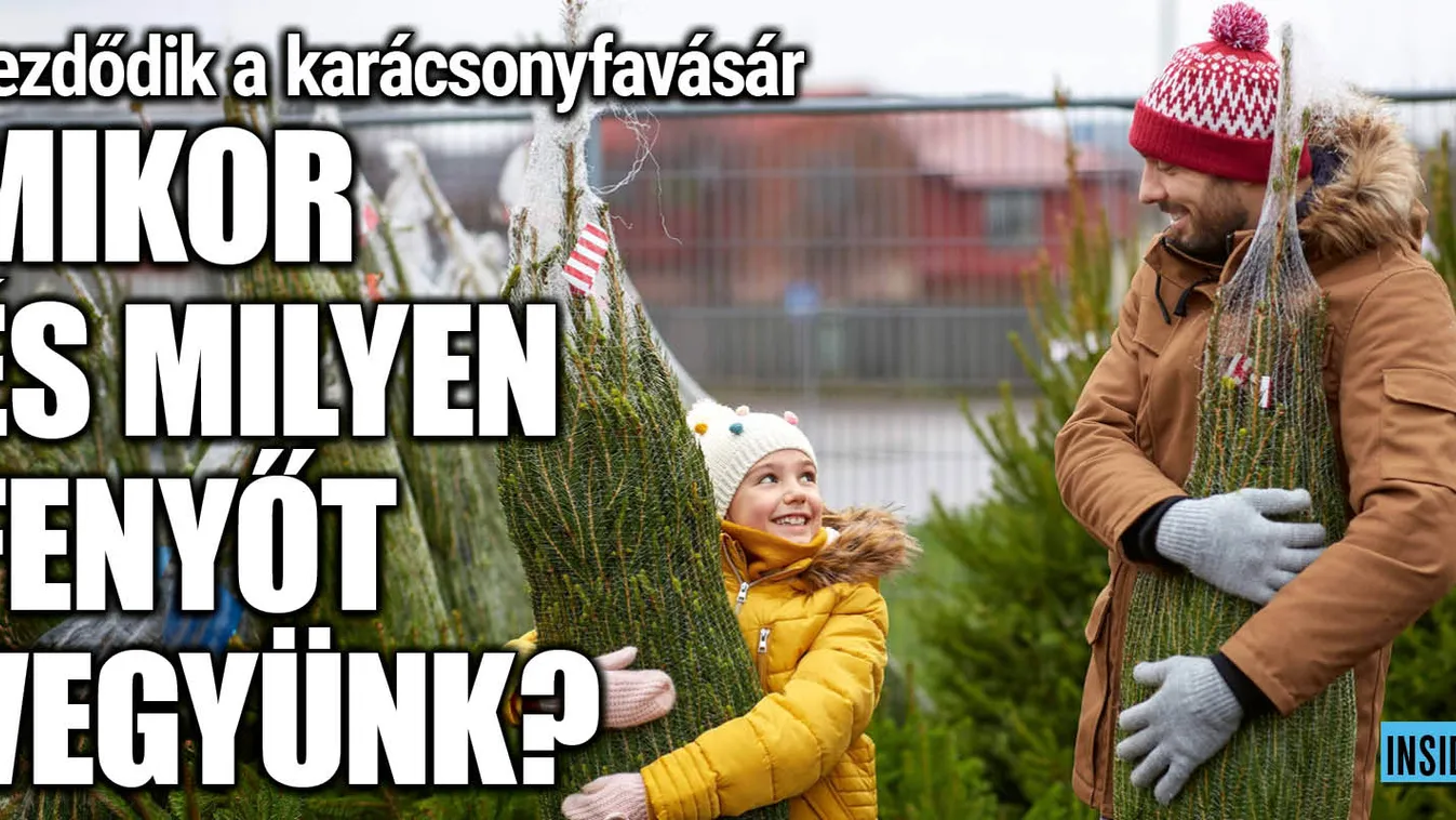 Mi alapján válasszuk ki a fenyőt karácsonyra?