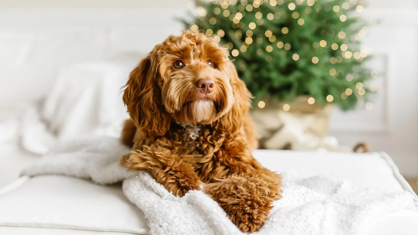 Így vigyázz a kutyádra az ünnepek alatt