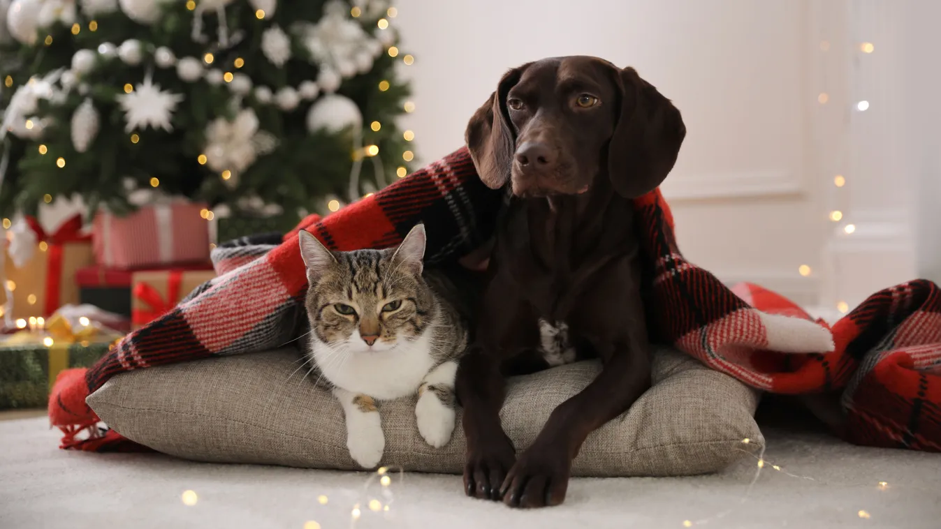 Ezért lehet veszélyes a karácsonyfa a kutyákra és cicákra