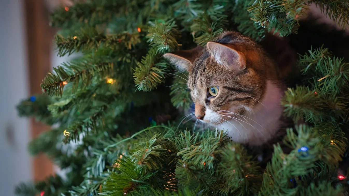 Így szoktasd a karácsonyfához háziállatodat