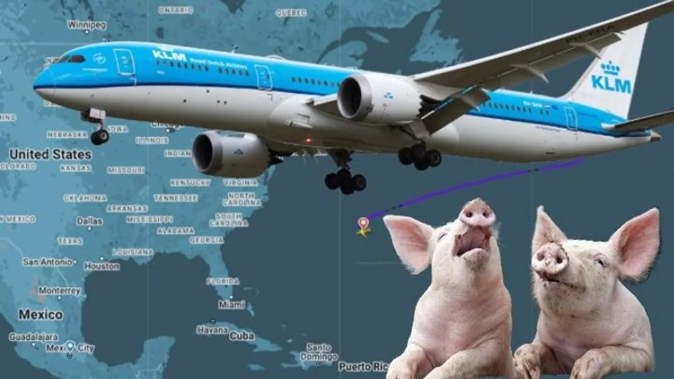 Büdös disznók miatt hajtottak végre kényszerleszállást