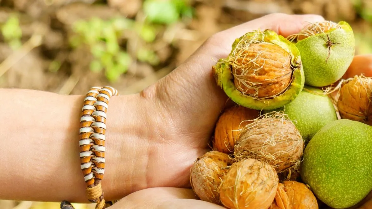 Harvesting,With,A,Dog,Walnuts,In,The,Autumn,Season.,Walnut