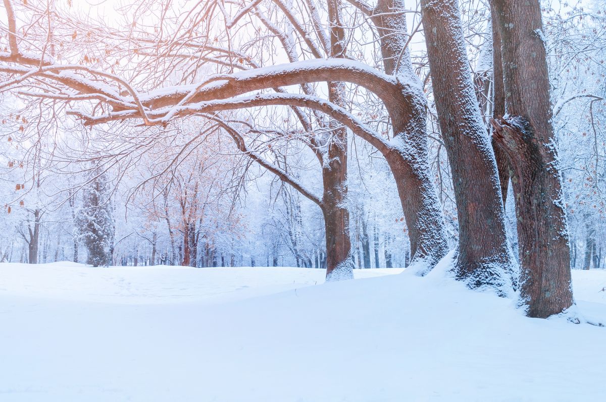 Winter,Landscape,-,Frosty,Trees,In,Winter,Forest,In,The