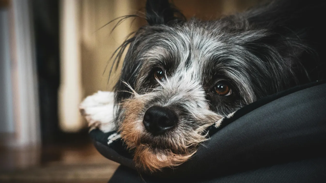 Így nyugtasd meg a kutyádat Szilveszterkor