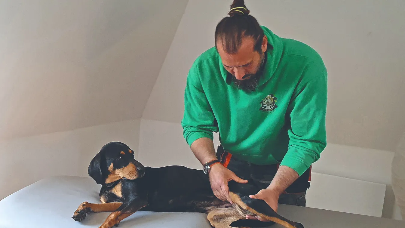 A masszőr módszerével meghosszabbíthatjuk a kutyák életét