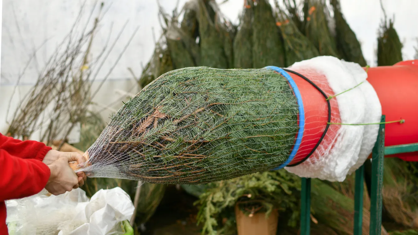 Megbetegíthet a karácsonyfád, erre figyelj nagyon oda