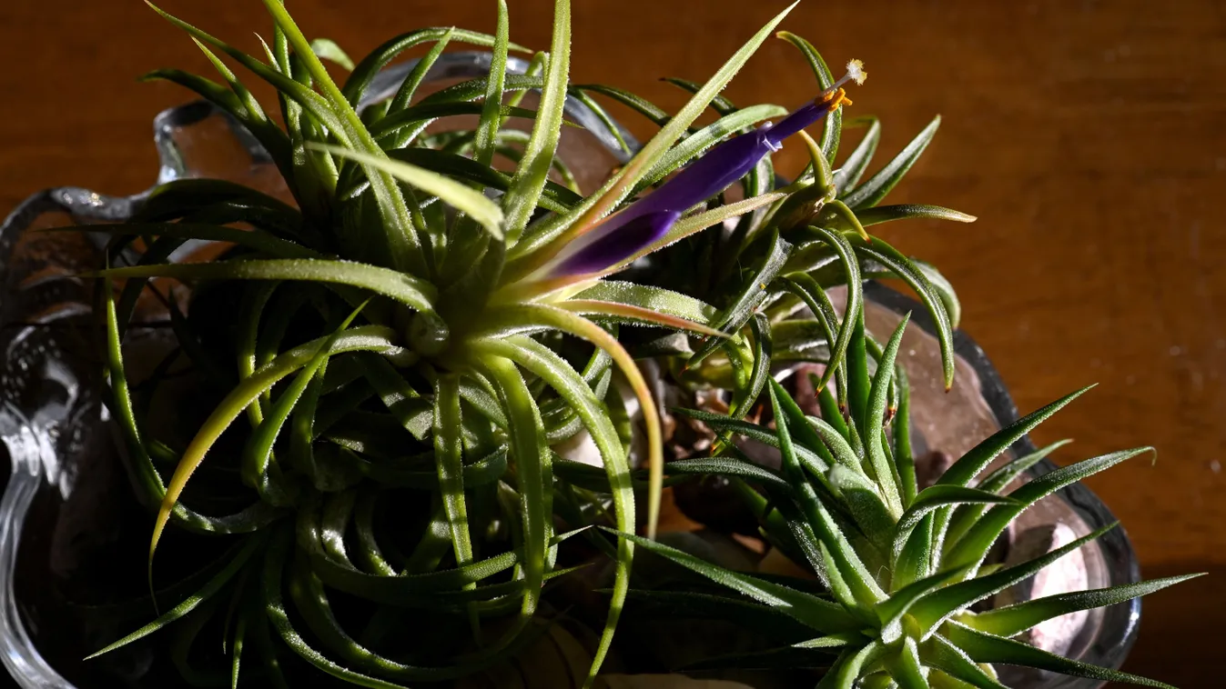 Penészedik a lakás? Ezek a szobanövények segítenek