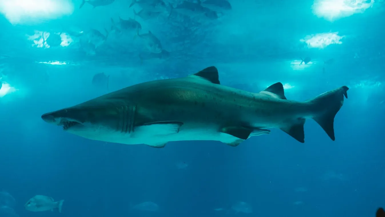 Halálos cápatámadás Egyiptomban