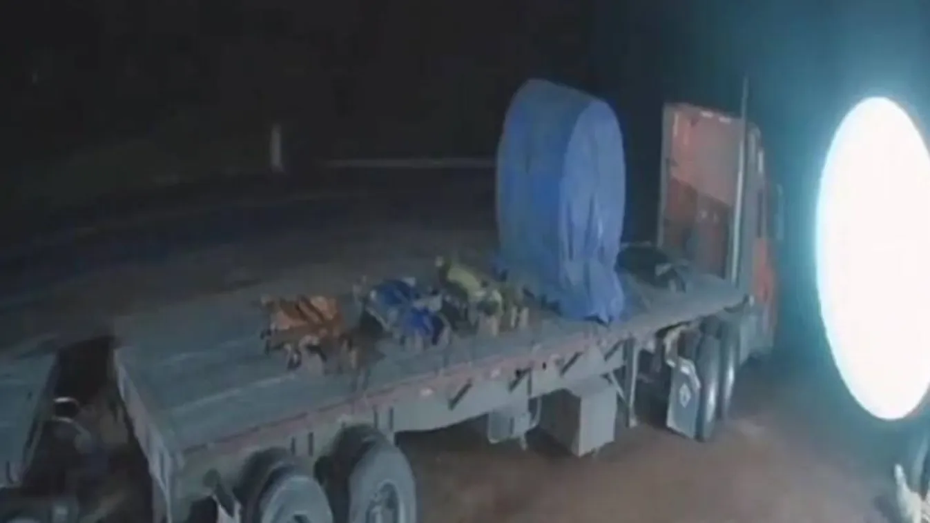 Megvadultak a kutyák, amikor elsétált előttük egy szellem