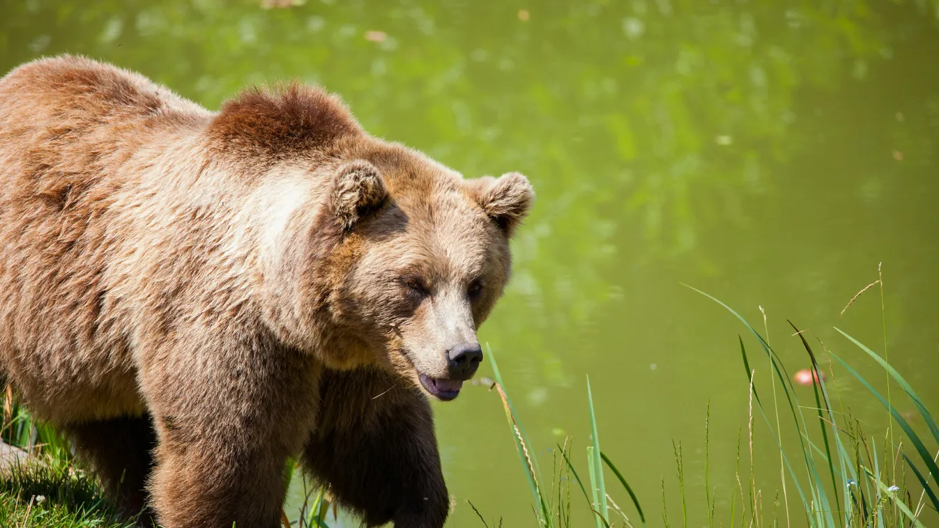 Nagyvad vagy újabb kacsa a törökbálinti medve?
