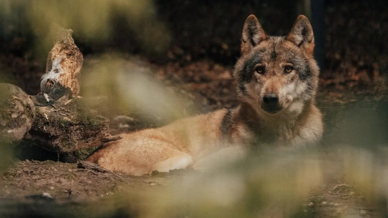 Akár 12 év börtönt is kaphat a svájci farkast kilövő gyerek