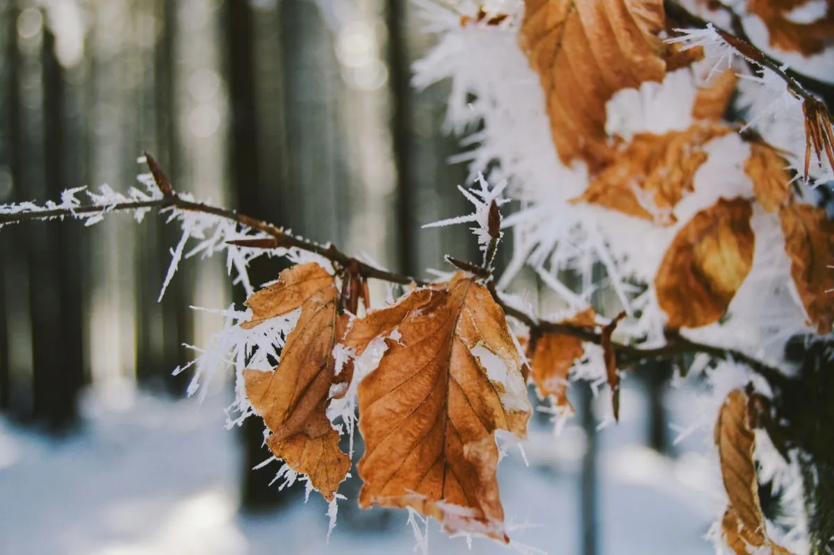 fagy, hideg, mínusz, tél 