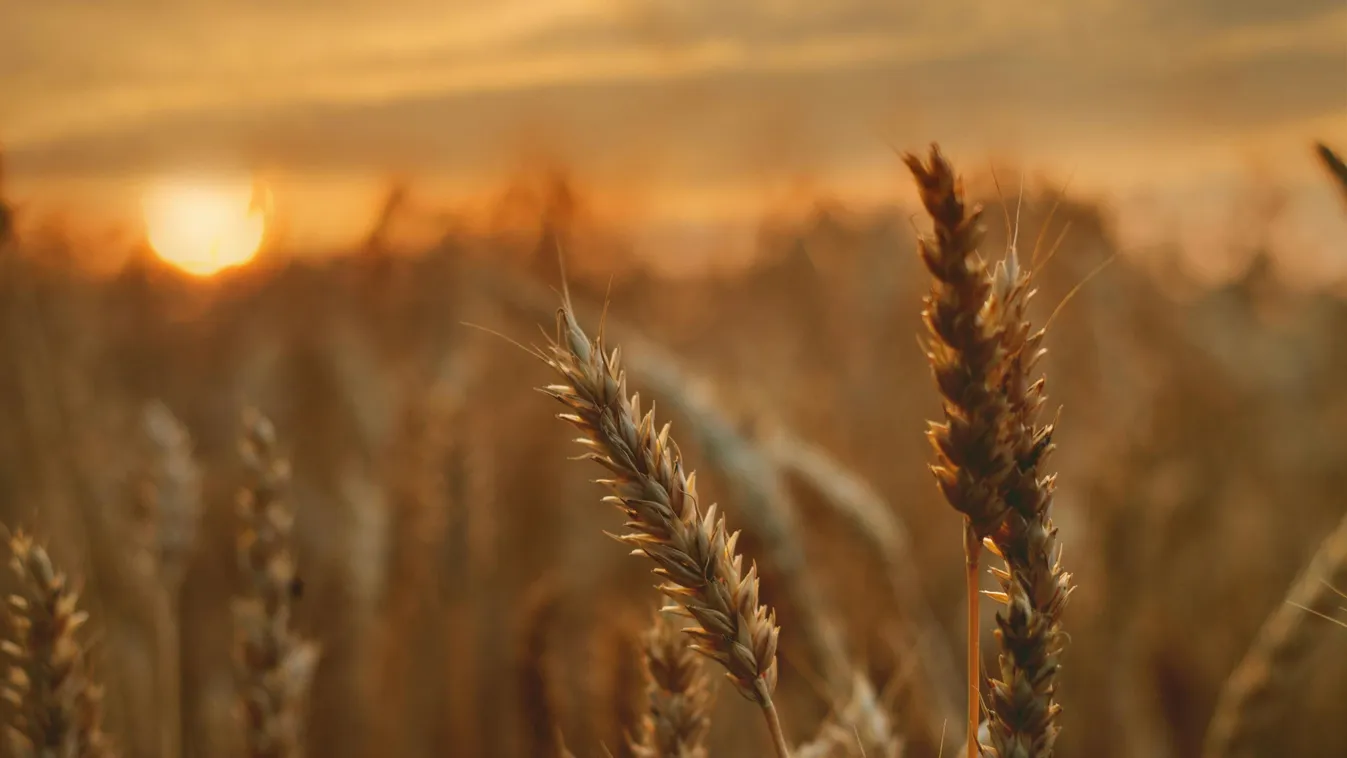 Tárgyaltak a MAGOSZ és a NAK tagjai