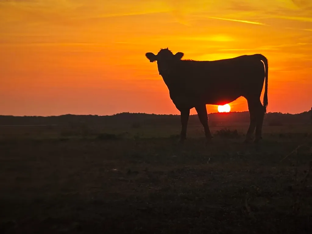 NE HASZNÁLD ILLUSZTRÁCIÓRA!!!