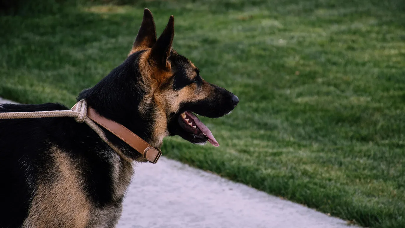 Már majdnem feladták a kutya keresését, de végül megkerült