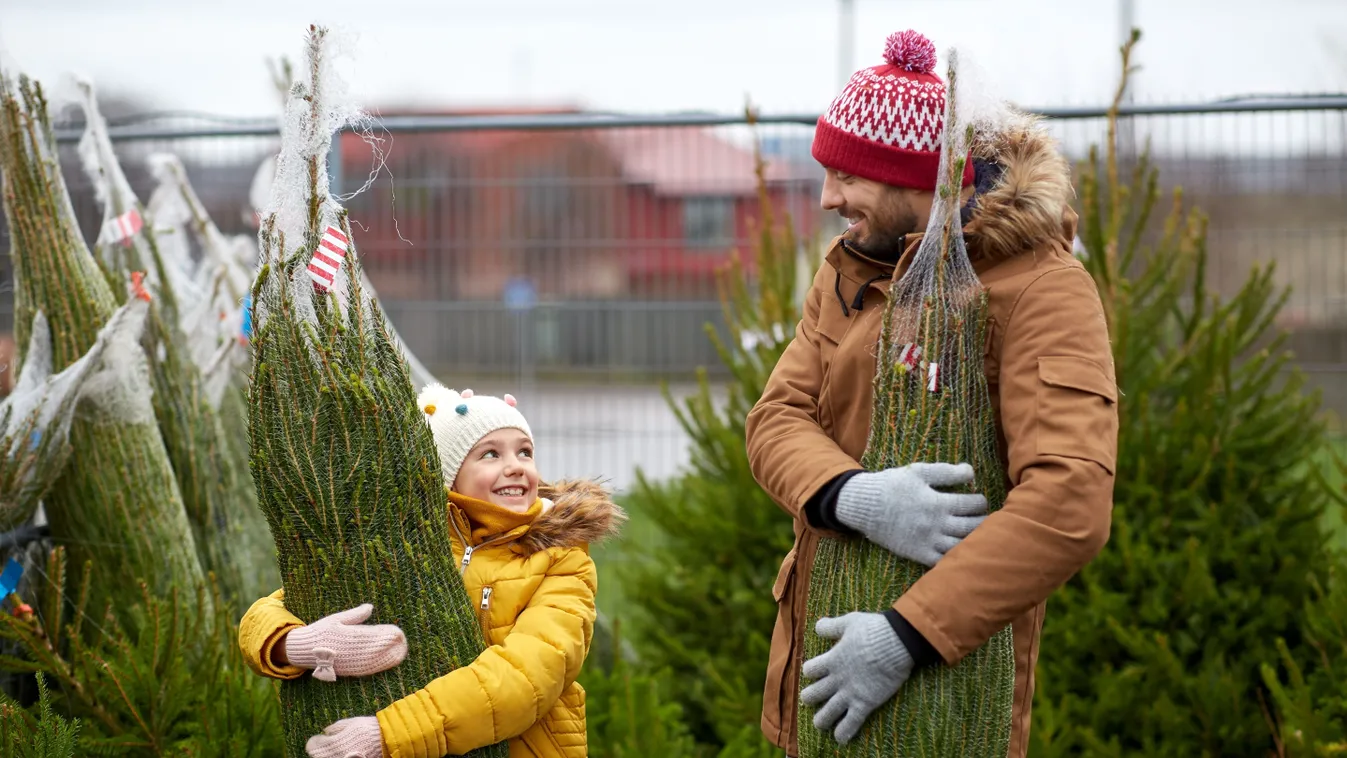 Mi alapján válasszuk ki a fenyőt karácsonyra? Segítünk kiválasztani a legtartósabb fát!