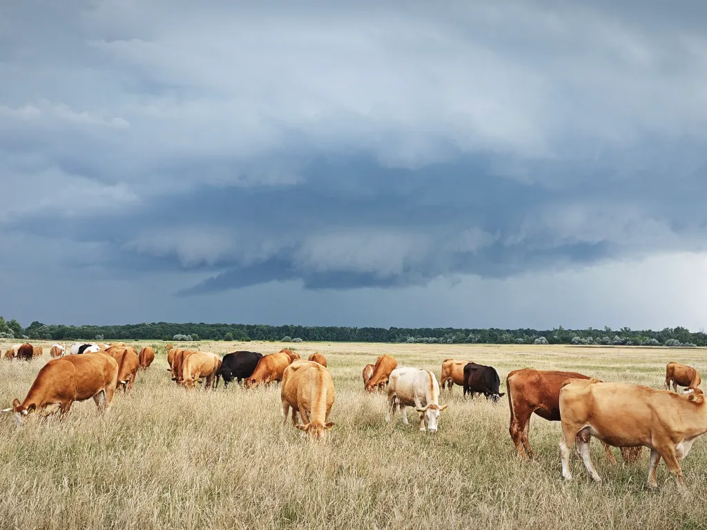 NE HASZNÁLD ILLUSZTRÁCIÓRA!!!