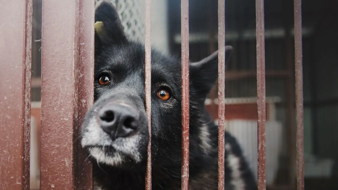 Szaporító horrortanyák tulajdonosát fogták el külföldön