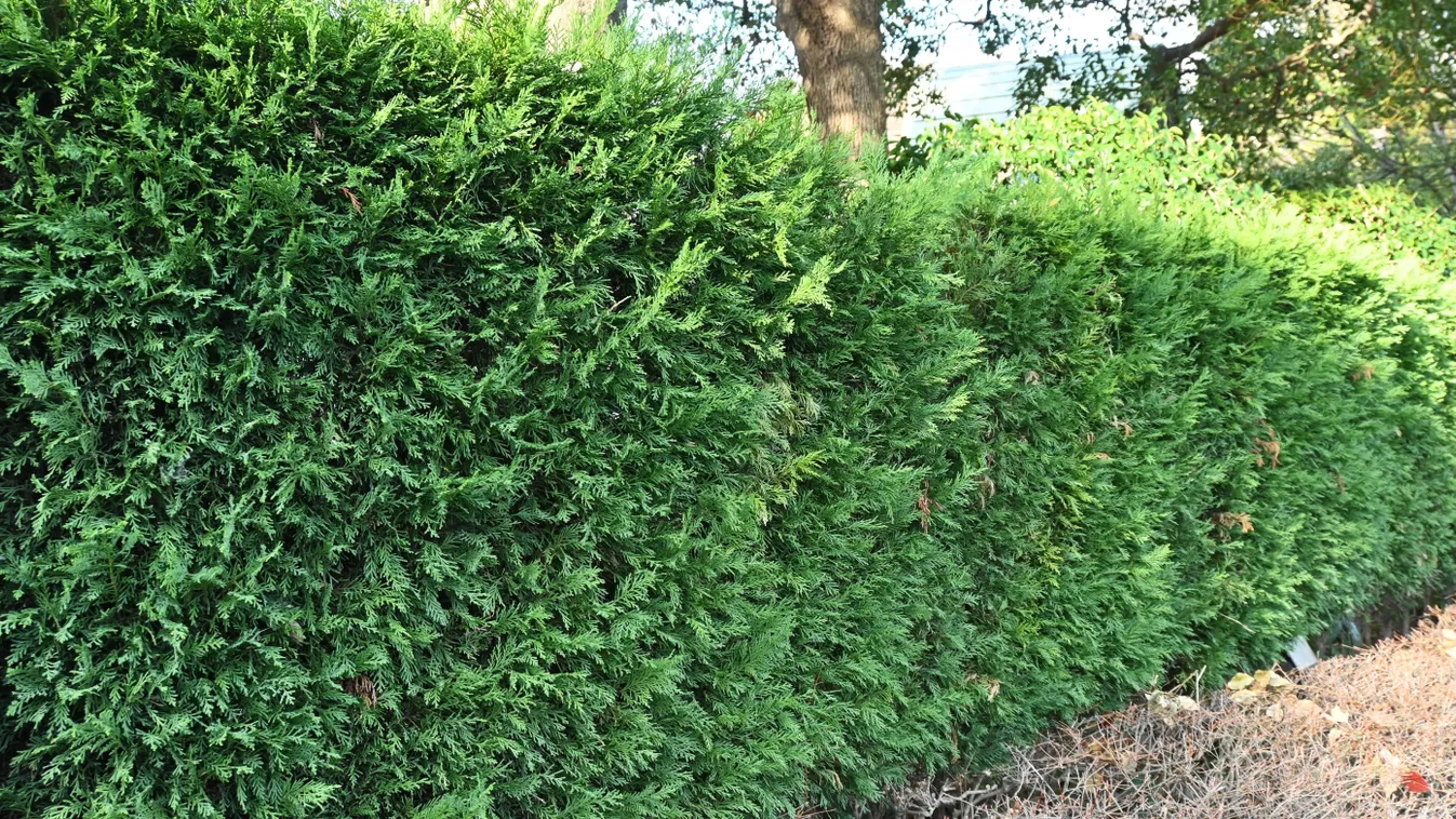 Szép sövényt szeretnél? Tuja helyett ezt ültesd el!