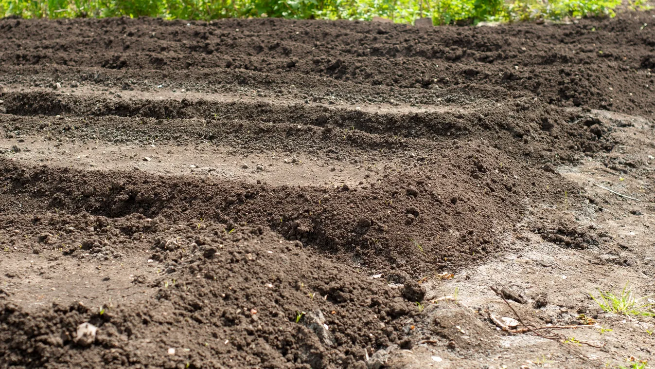 Ezt érdemes ültetni, hogy hasznot hozzon