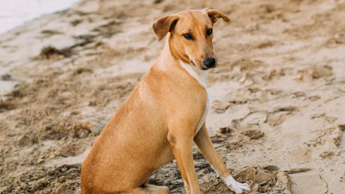 Gazdára talált a román-magyar határt először átlépő kutya