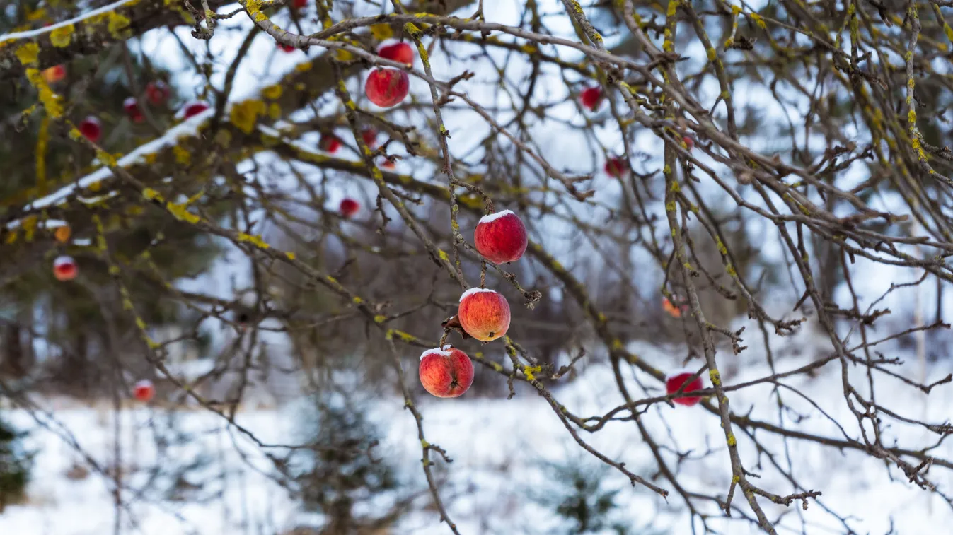 Megbolondult a természet, ijesztő, ami zajlik a kertekben